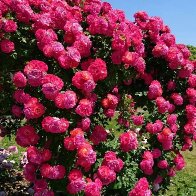 Majestic Climber Rose Seeds